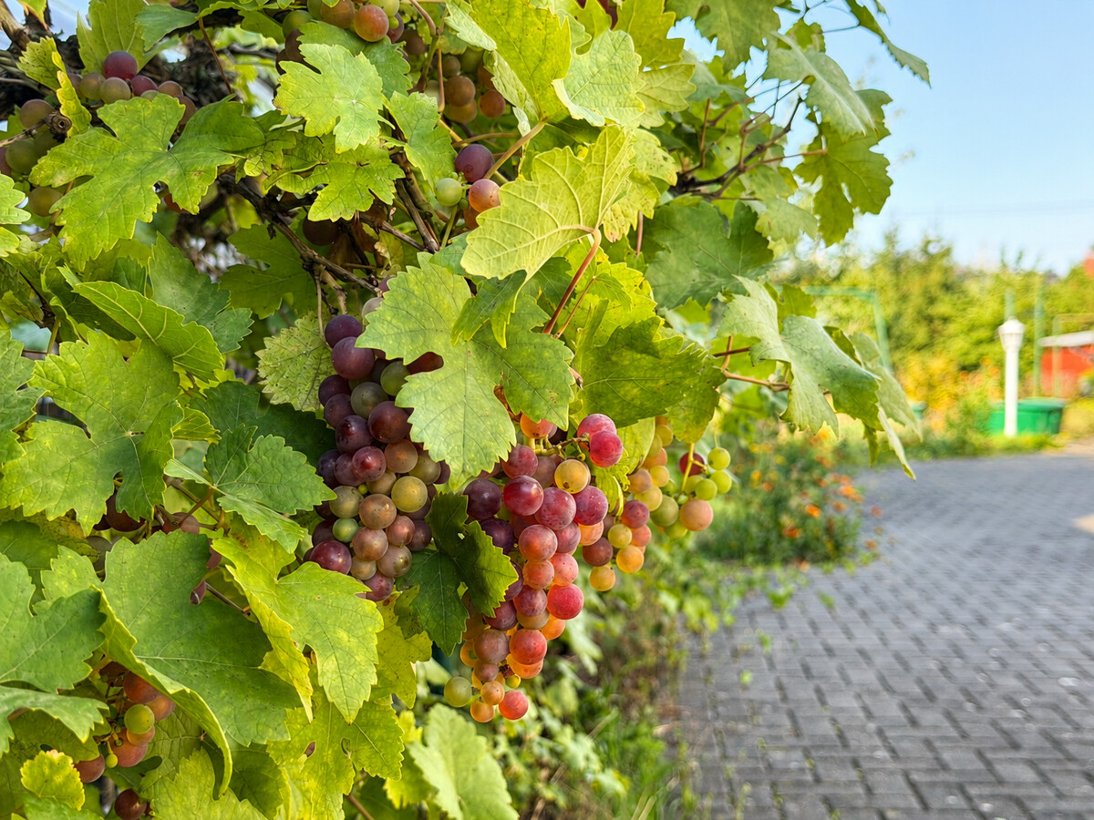 in begehrter Lage von Weinböhla!